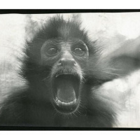 Introducing Awesome Insanity Surfers with Linda Irwin