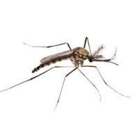  February 2016: Mosquitos, Preprints, and that Rocking White House Summit