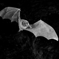 Halloween with Nathan and Laura: The Spooky and Creepy of Genomics