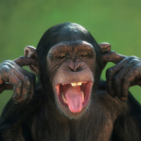 P-Cubed Episode 2: Apes have midlife crises too