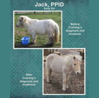 HorseSense Episode 9 - Talking to Pauline Naudi of the Equine Cushings and Insulin Resistance Group 