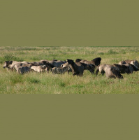 HorseSense Episode 11 - Jane Myers talks Equicentral land management practices