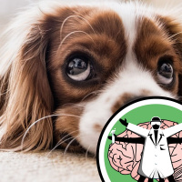 Dogs vs Cats: the Human-Pet Relationship