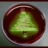 60 - Santas Salmonella