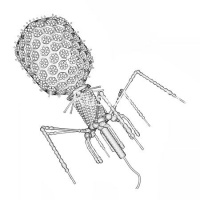 40 - Phage