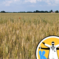 Genetically Modified plants