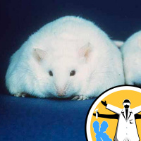 Fitting into your genes - the genetics of obesity