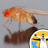 Developmental genetics - from one cell to many