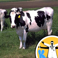 Breeding a better cow