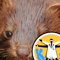 Mink, Ivory,  a Disease Discovered Backwards