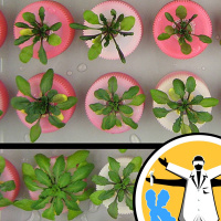 The world of top (genetics) models