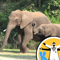 Why dont elephants get cancer?