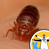 Stop bugging me! The genetics of bedbugs and other insects