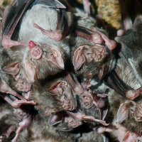 Do Sick Animals Socially Distance?