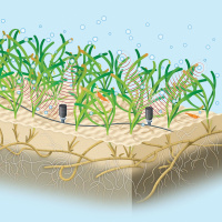 Can Tiny Bubbles Help Save the Planet?