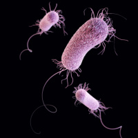 Jekyll and Hyde Bacteria