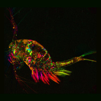 The Mighty Copepod