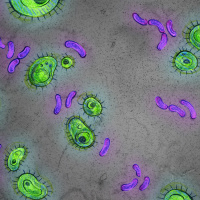 Bacterial BFFs or Frenemies?