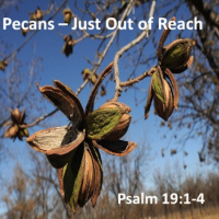 Pecans-Just Out of Reach