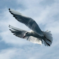 Cum Sancto Spiritu – Come, Holy Spirit From Vivaldi’s Gloria