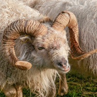 Sheep and Goats - Reawakenings cd 4 track 9