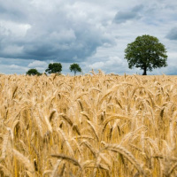 The Fields Are White Unto Harvest - Reawakenings cd2