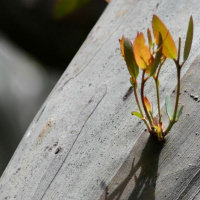 Transfiguration - With God in the Darkness