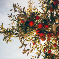 Song of Songs - Reawakenings cd4 track 4