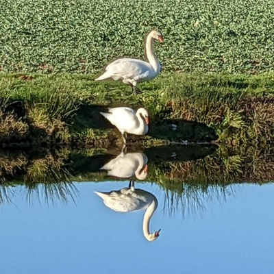 Ruach Breath Of Life