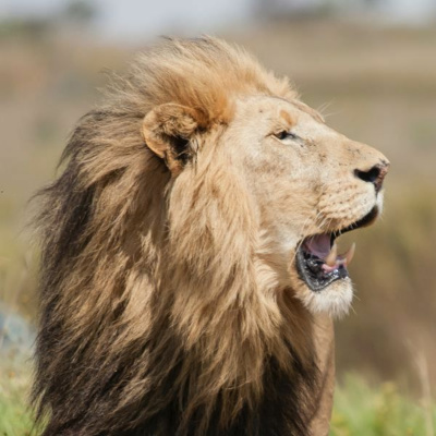 Ruach Breath Of Life