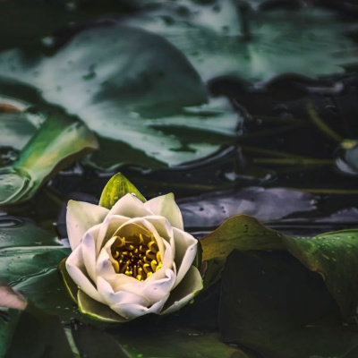 Ruach Breath Of Life