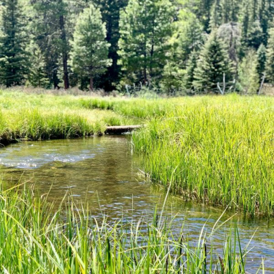 Ruach Breath Of Life