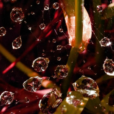 Ruach Breath Of Life