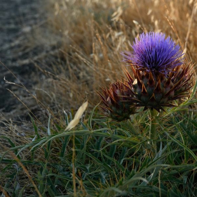 Ruach Breath Of Life