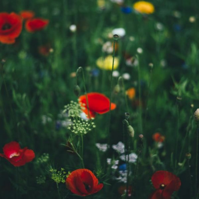 Ruach Breath Of Life