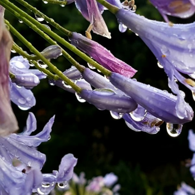 Ruach Breath Of Life