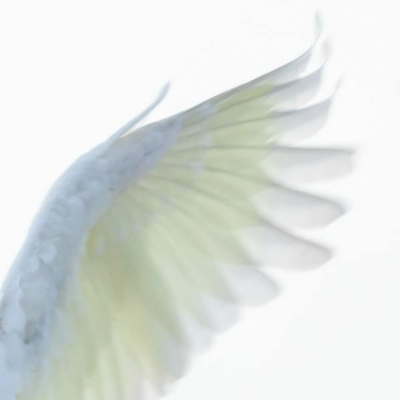 Ruach Breath Of Life