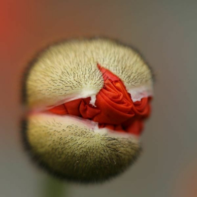 Ruach Breath Of Life