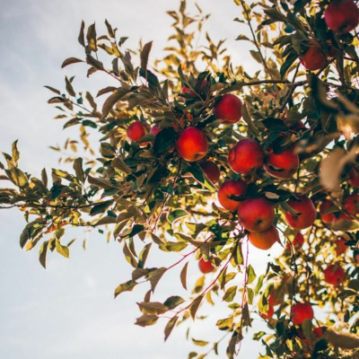 Ruach Breath Of Life