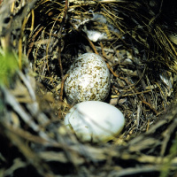 Luke 12:13-21 | Killing Cowbirds