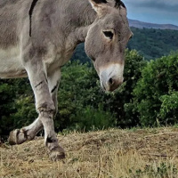 Matt 21:1-11 The Lord Needs It