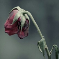 Matthew 12:9-21, “The Bruised Reed”