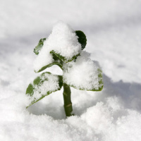 Acts 28:1-16, “Snakebites and a Sovereign God”