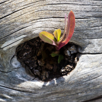 Ezra 4:1-6 | Opposition