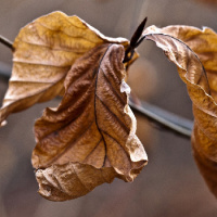 Baptist Catechism, Week 46: Withered Leaf or Lush Garden?