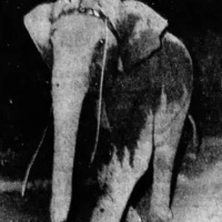 I Sam 6, “The Mad Elephant in the Room” 