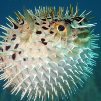 Esther 5:9-14 | Hamans Wicket Plot