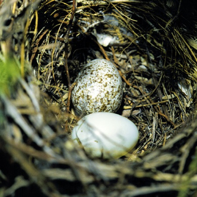 Rev. Zachary Bartels Sermon Podcast