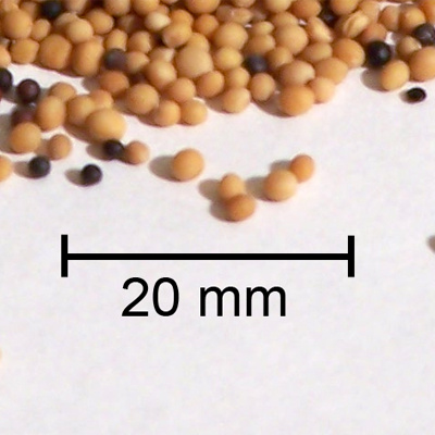 Rev. Zachary Bartels Sermon Podcast