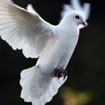 Rev. Zachary Bartels Sermon Podcast